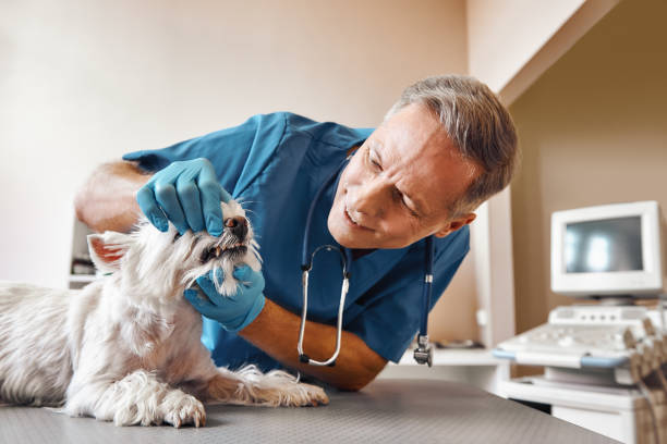  Mount Morris, MI Emergency Dentist Pros